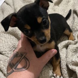 Chihuahua Puppies from Grandbaby Chihuahuas