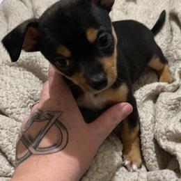 Chihuahua Puppies from Grandbaby Chihuahuas