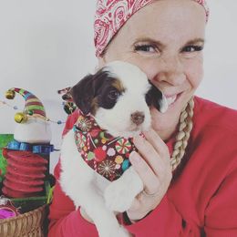 Aussiedoodle, Miniature Australian Shepherd, and Poodle Puppies from Fine and Dandy Aussiedoodles