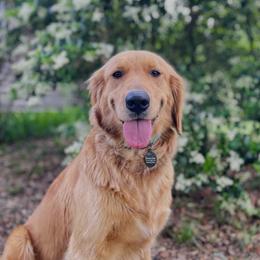 Katie - Golden Retriever