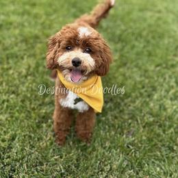 Enzo - Cavapoo