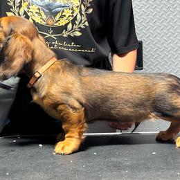 Orange - Red male Dachshund puppy in Hemet, California from Rare Treat Dachshunds