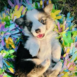 Jeremy Hanson - Black and white male American Corgi puppy in Cocoa, Florida from Cascadian Space Coast Corgis LLC