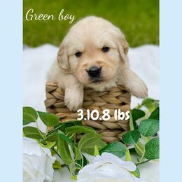 Golden Retriever Puppies from All shades Golden