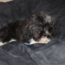 Grasshopper.  In Arkansas - Black and white male Cavapoo puppy in Arkansas from Brew House