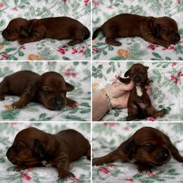 Carol - Red female Dachshund puppy in Gatesville, Texas from Emily’s Doxie Domain