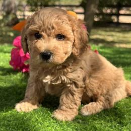 Orange Collar - male Cavapoochon puppy in Waterford, California from Windy Hill Doodles