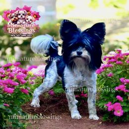 Gucci - Biewer Terrier