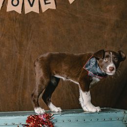 Border Collie Puppies from Rocky Mountain Border Collies