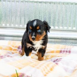 Squints - Black tri male Miniature Australian Shepherd puppy in Enoch, Utah from Twisted H Aussies