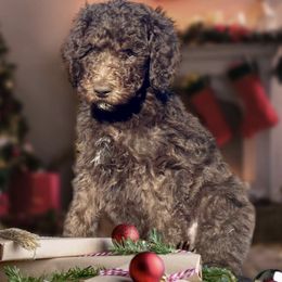 Poodles from Blue Springs Poodles