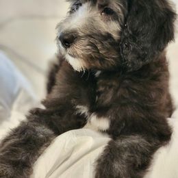 Goldendoodle Puppies from Country Pups Doodles