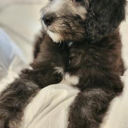 Goldendoodle Puppies from Country Pups Doodles