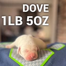 Dove - Yellow female Labrador Retriever puppy in Puyallup, Washington from 12 Door Farm Labradors