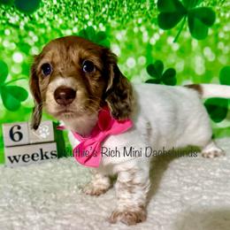 Girl one - Chocolate and cream female Dachshund puppy in Lakeland, Florida from Ruthie’s Rich Mini Dachshunds