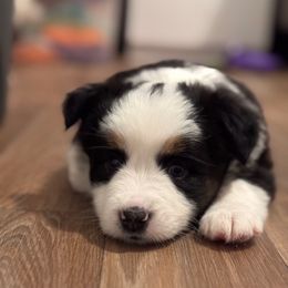 Tartufo - Girl 2 - Black tri female Miniature Australian Shepherd puppy in Massapequa, New York from All That Auss Mini Aussies