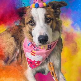 Border Collie Puppies from Lil Maine Border Collies