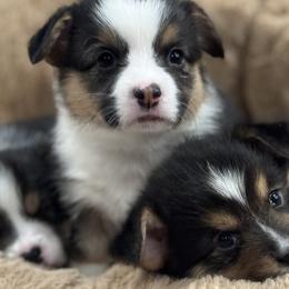 Pembroke Welsh Corgi Puppies from Blue Angel Kennels