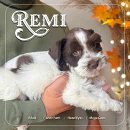 Remi - Parti male Miniature Schnauzer puppy in Pendleton, South Carolina from Lap Happy Schnauzers