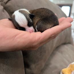 Yellow collar girl - Sable female Pembroke Welsh Corgi puppy in Flat Rock, Alabama from Fluffy Butt Acres