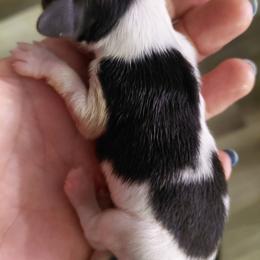 Puppy 2 - White black and tan male Papillon puppy in Harrisburg, Illinois from Joy Furey Pixy Puff Papillons
