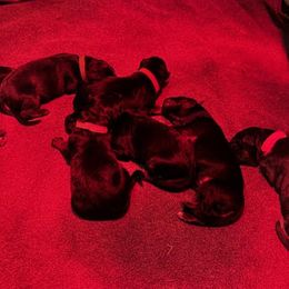 Girl 1 - female German Shepherd puppy in Snohomish, Washington from Wataha Shepherds