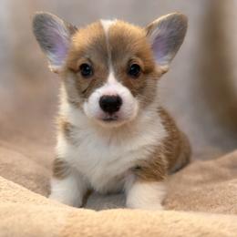 Stuffing - Red male Pembroke Welsh Corgi puppy in Colbert, Washington from Siclair Crowns Corgis