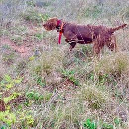 Kanga - Pudelpointer