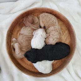 Goldendoodle Puppies from Auburn Hills Doodles & Poodles