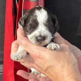 Blue boy - Parti male Miniature Schnauzer puppy in Oneonta, Alabama from Murphree Valley Kennels