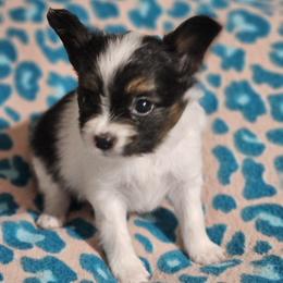 Dottie - White black and tan female Papillon puppy in Fulton, Missouri from Papillon Love