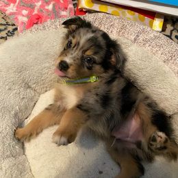 Australian Shepherd Puppies from Just family Aussies