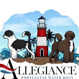 Portuguese Water Dog puppies from Allegiance Portuguese Water Dogs