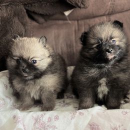 Pomeranian Puppies from Highlander Pomeranians