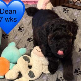 Dean - Sable male Poodle puppy in Bedford, Texas from S.H.A.R.P.’s Toy Poodles