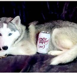 Hope - Pomsky