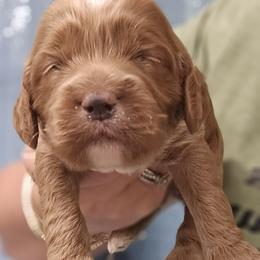 Black Collar Male - Red male Cockapoo puppy in Mocksville, North Carolina from Hunting Creek Farms
