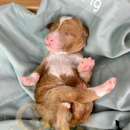 Fig - Apricot male Goldendoodle puppy in Murrieta, California from Apricot Poodles & Goldendoodles, LLC