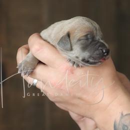 Ribbon - Fawn female Great Dane puppy in Denison, Texas from Hundeity Great Danes