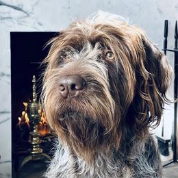 Virgil - Wirehaired Pointing Griffon