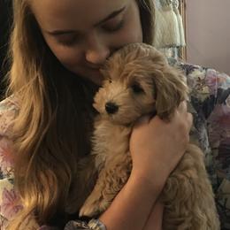 Maltese and Maltipoo Puppies from PrissyPawz