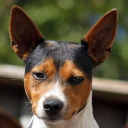 Koree - Rat Terrier