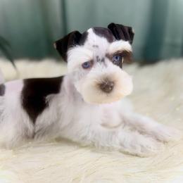 Louis - Liver male Miniature Schnauzer puppy in Overton, Texas from Beards & Bows Schnauzer Farm