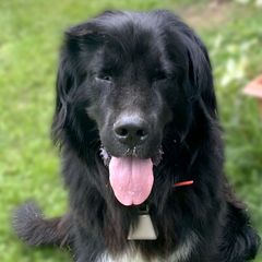 Working Dog Crosses from Mary's Working Cross Puppies