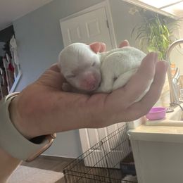 Teddy - White Maltese puppy in Florida from Alina's Maltese