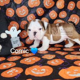 Comic - Red and white male Bulldog puppy in Hillsdale County, Michigan from KZ Bullies LLC
