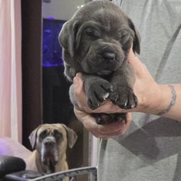 Blue 1 - Gray male Cane Corso puppy in Jacksonville, Florida from Fleming Cane Corso's