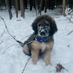 Saint Berdoodle Puppies from Brewer's Doodles