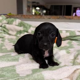 Betsy - Black female Dachshund puppy in Los Angeles, California from Dachshunds of the Desert