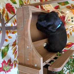 Miniature Schnauzer Puppies from Camp Creek Schnauzers